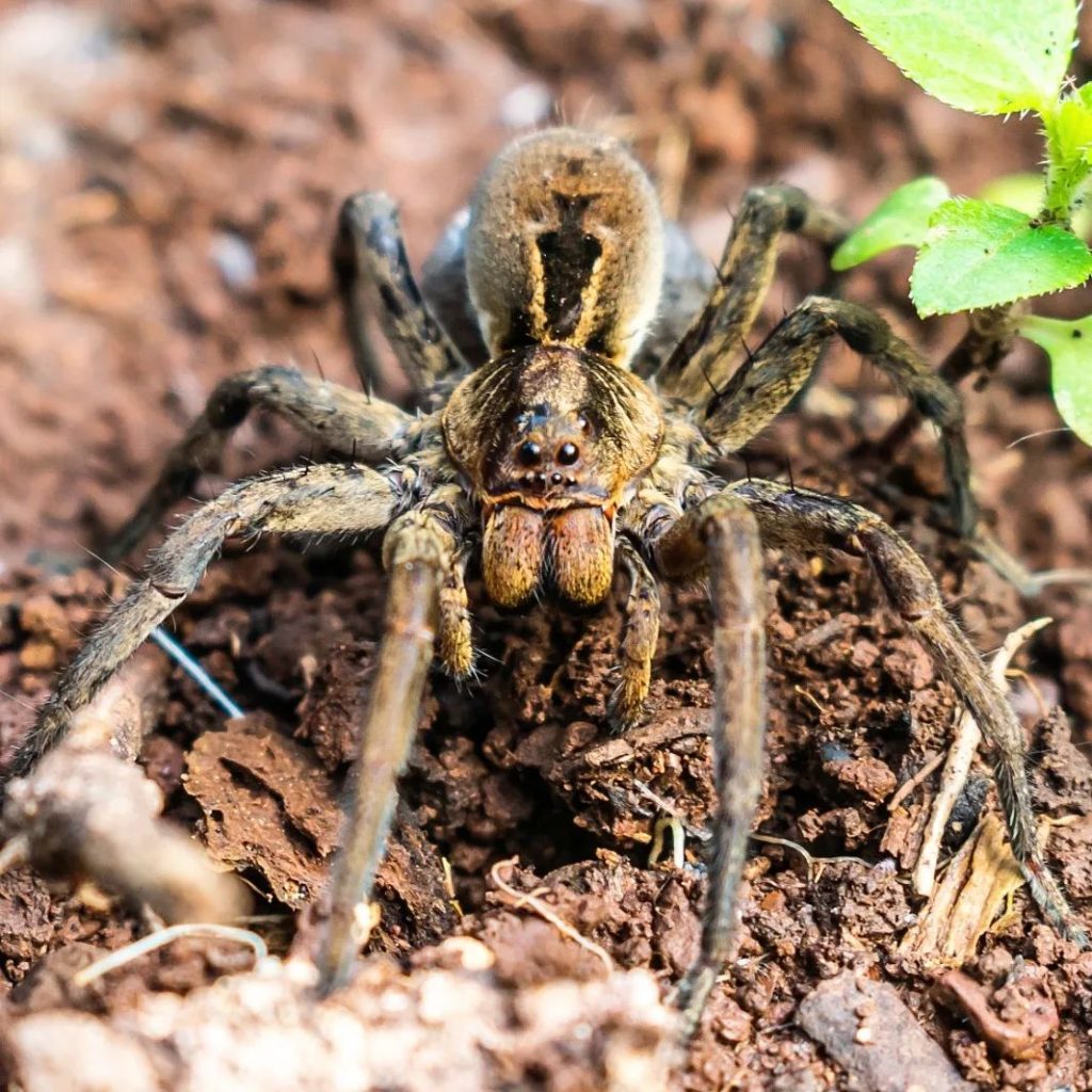 Aranha-lobo (Lycosa erythrognatha) na Serra Gaúcha