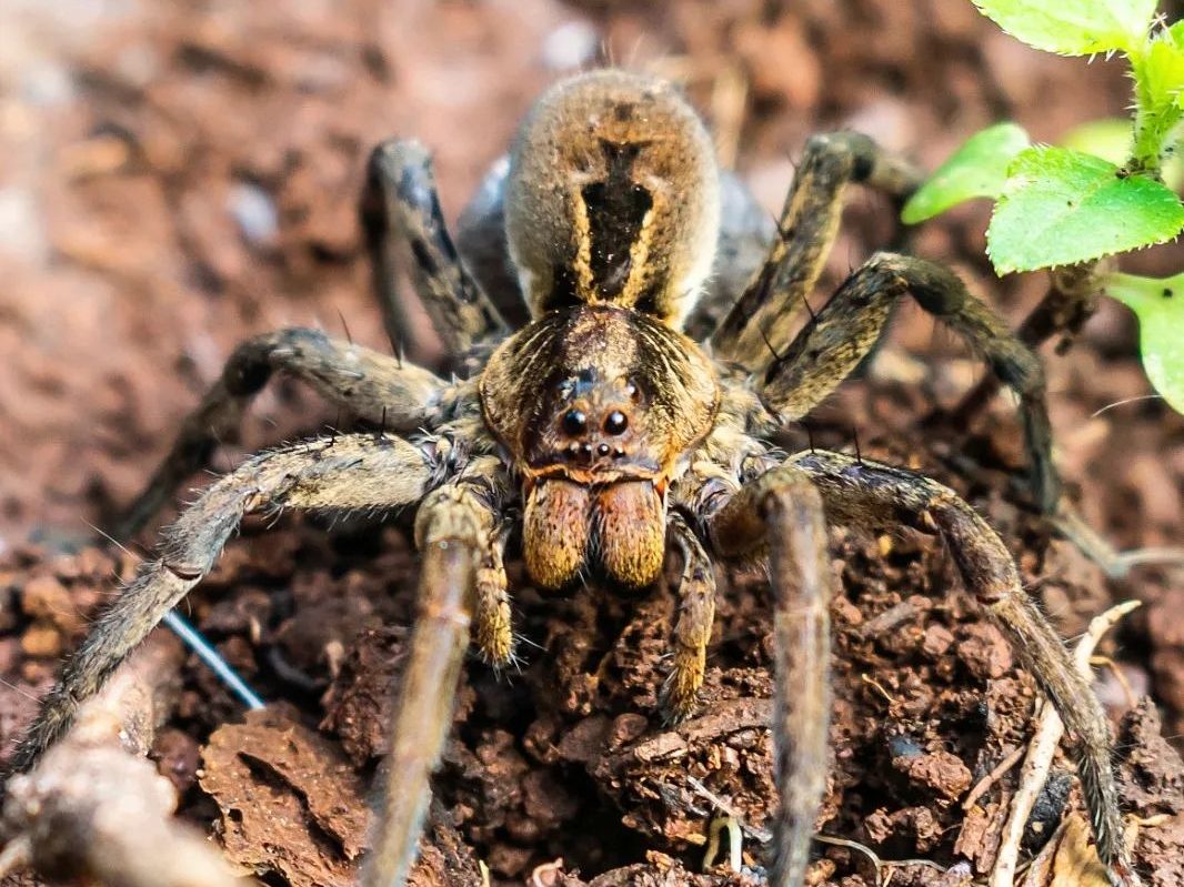 Aranha-lobo | Lycosa erythrognatha