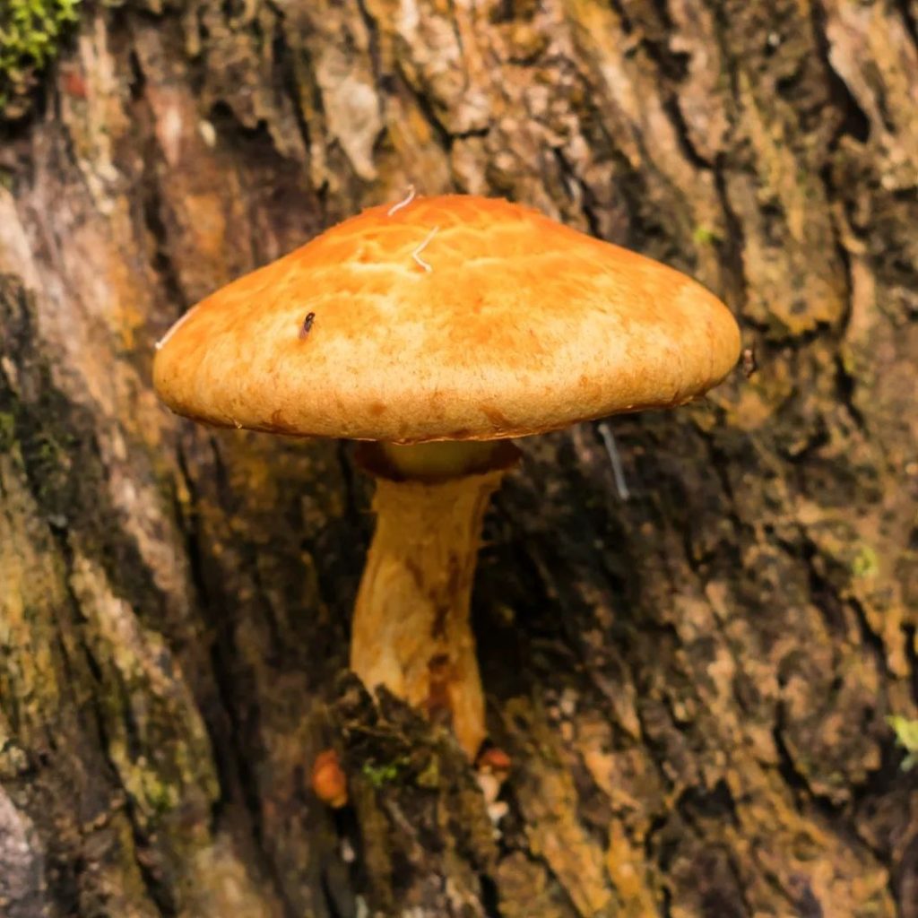 Gymnopilus junonius na Serra Gaúcha