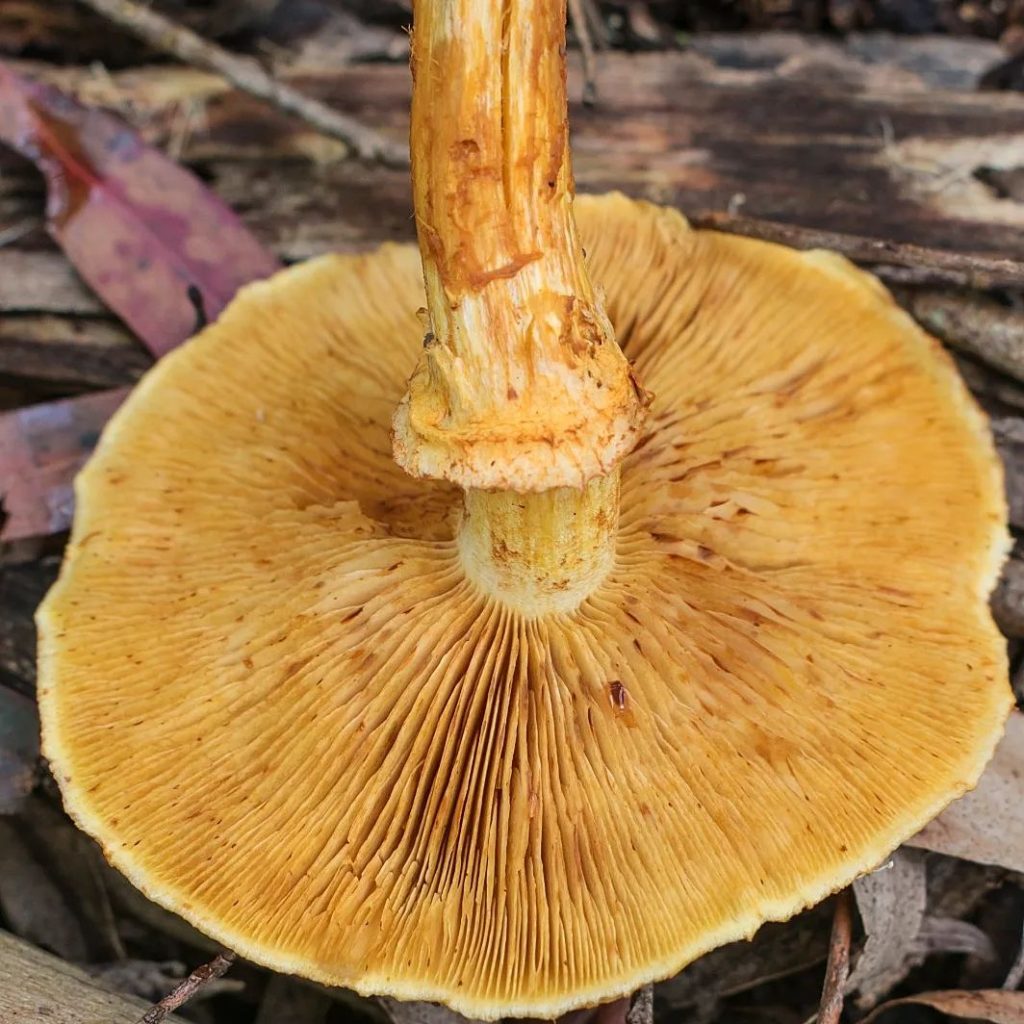 Gymnopilus junonius na Serra Gaúcha