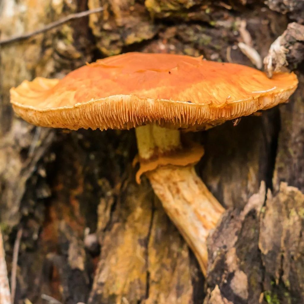 Gymnopilus junonius na Serra Gaúcha