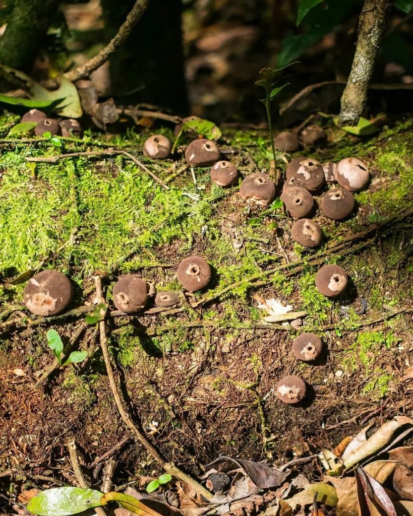 Lycoperdon sp.