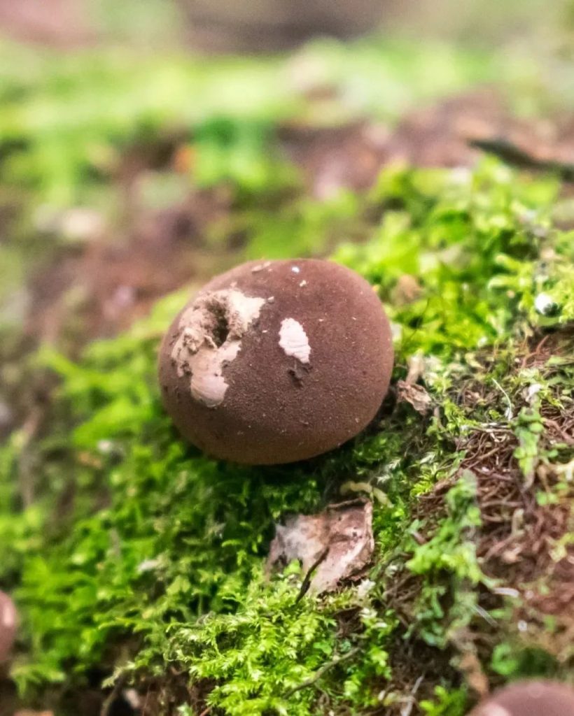 Lycoperdon sp.