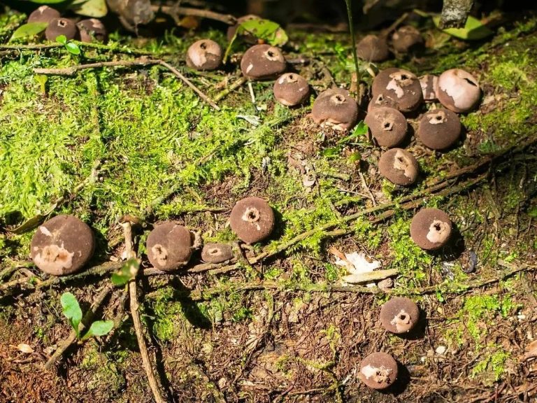 Lycoperdon sp. | Fungos da Serra Gaúcha