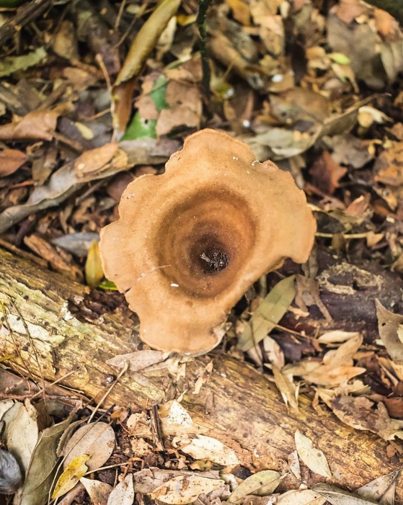 Panus velutinus, fungo silvestre comestível na Serra Gaúcha