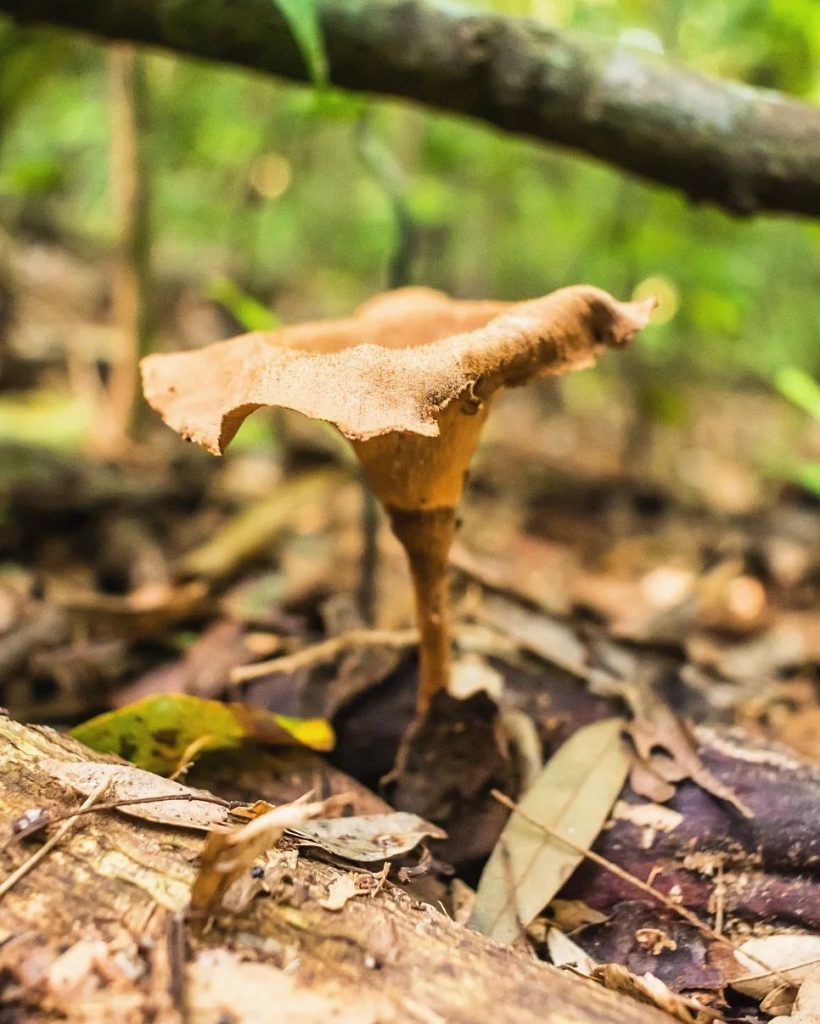 Panus velutinus, fungo silvestre comestível na Serra Gaúcha