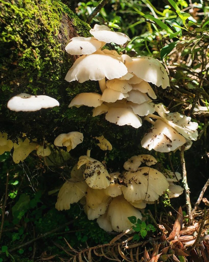 Pleurotus albidus