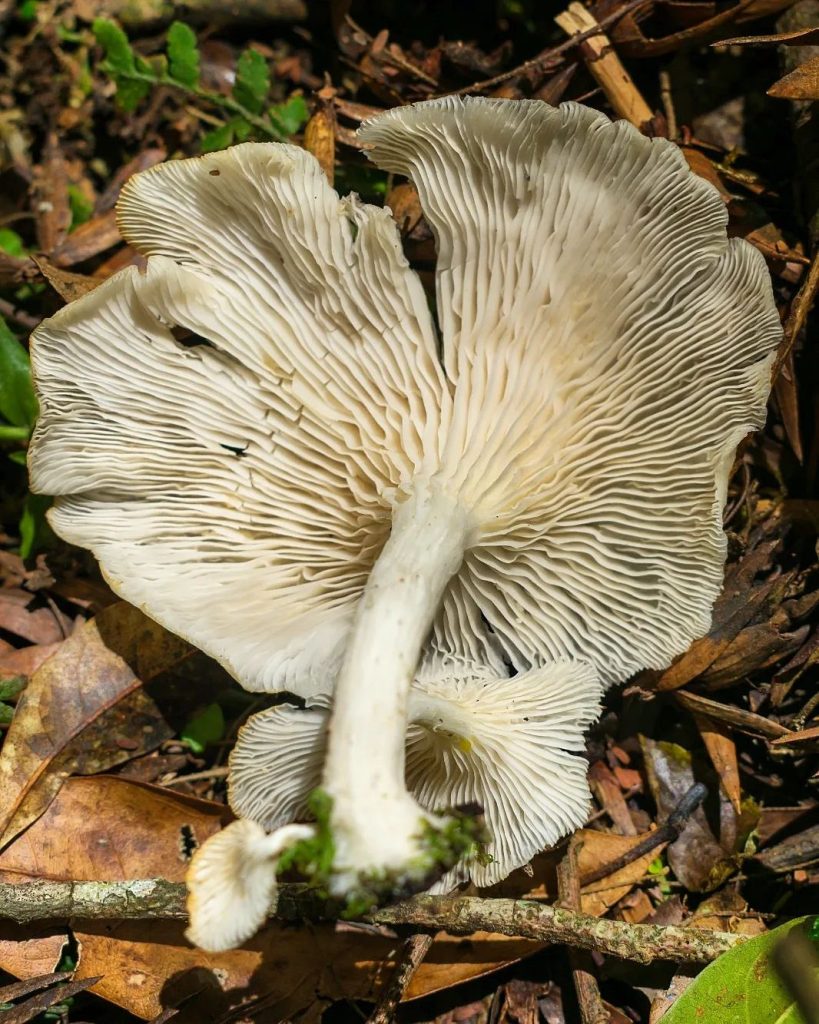 Pleurotus albidus