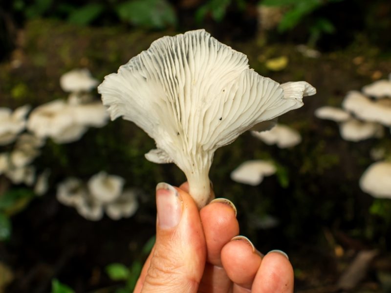 Pleurotus albidus | Cogumelo selvagem comestível no Brasil