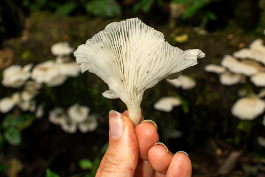 Pleurotus albidus | Cogumelo selvagem comestível no Brasil