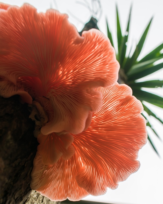 Pleurotus djamor