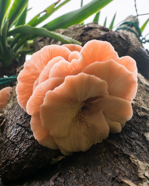 Pink Oyster Mushroom in Brazil | Pleurotus djamor