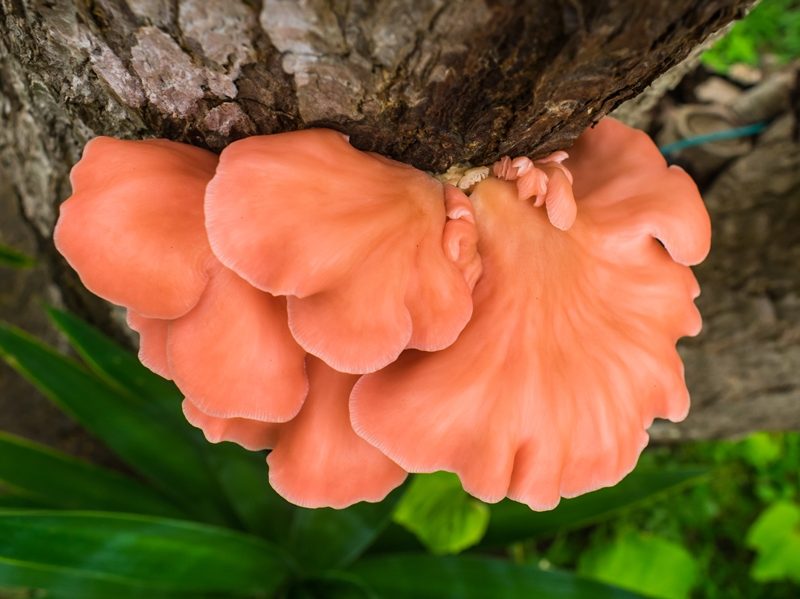 Pleurotus djamor | Cogumelo selvagem comestível no Brasil