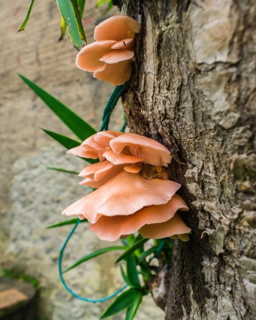 Cogumelo Pleurotus djamor na Serra Gaúcha