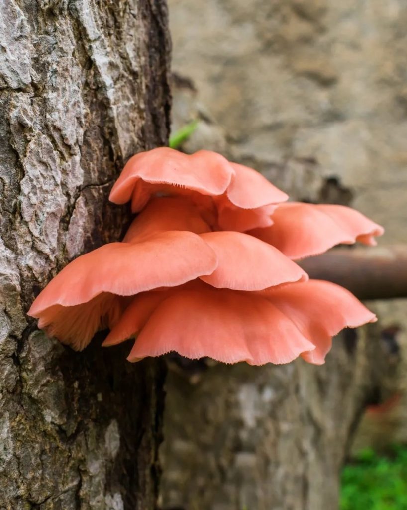 Cogumelo Pleurotus djamor na Serra Gaúcha