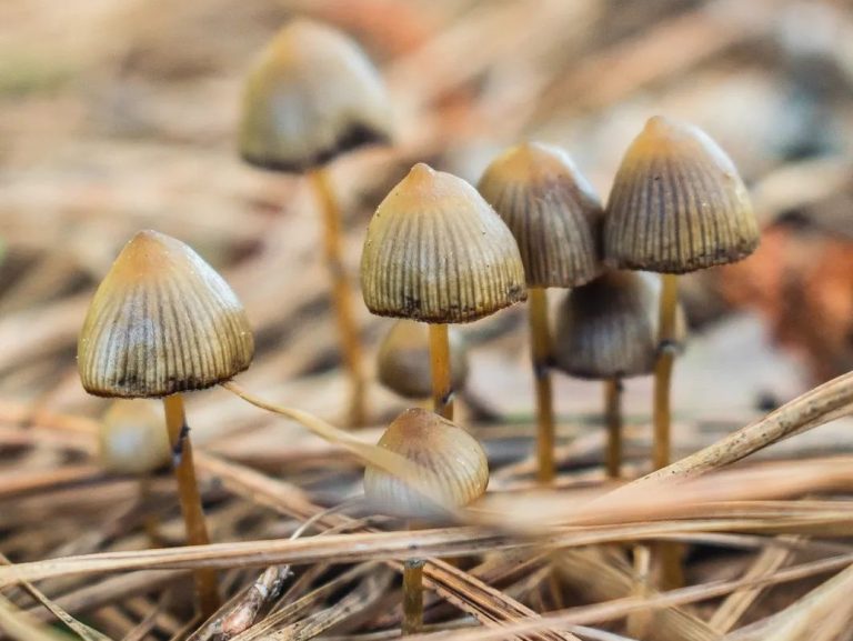 Psilocybe caeruleoannulata | Cogumelo na Serra Gaúcha