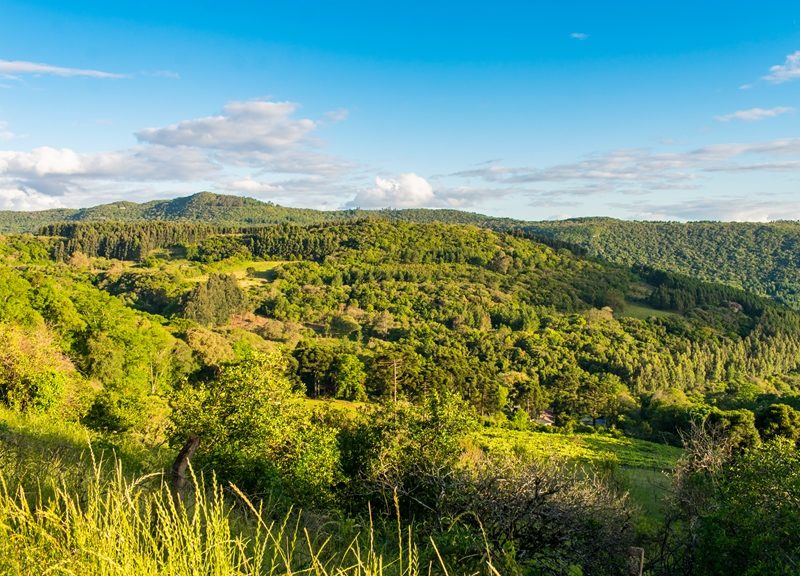 Carapina | Área Rural e Turística de São Francisco de Paula