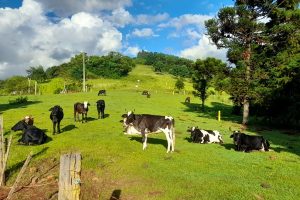Vale da Carapina em São Francisco de Paula