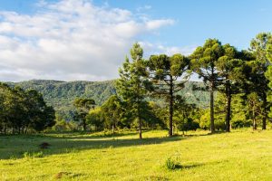 Vale da Carapina em São Francisco de Paula