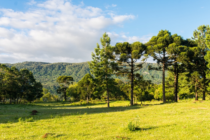 Vale da Carapina em São Francisco de Paula