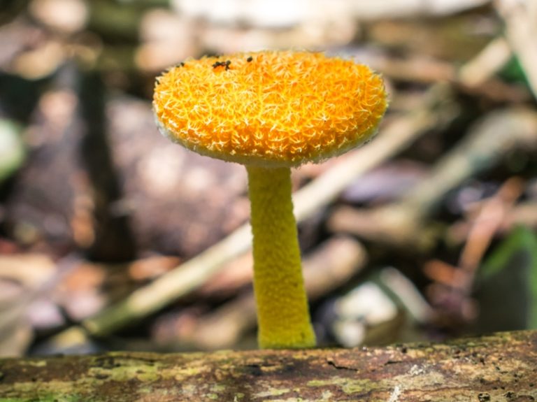 Cyptotrama asprata no Brasil | Golden-scruffy collybia