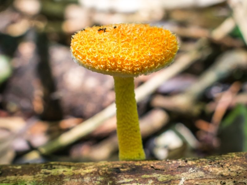 Cyptotrama asprata no Brasil | Golden-scruffy collybia