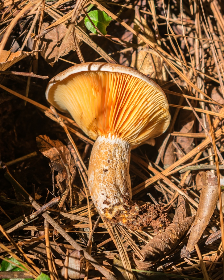 Lactarius quieticolor