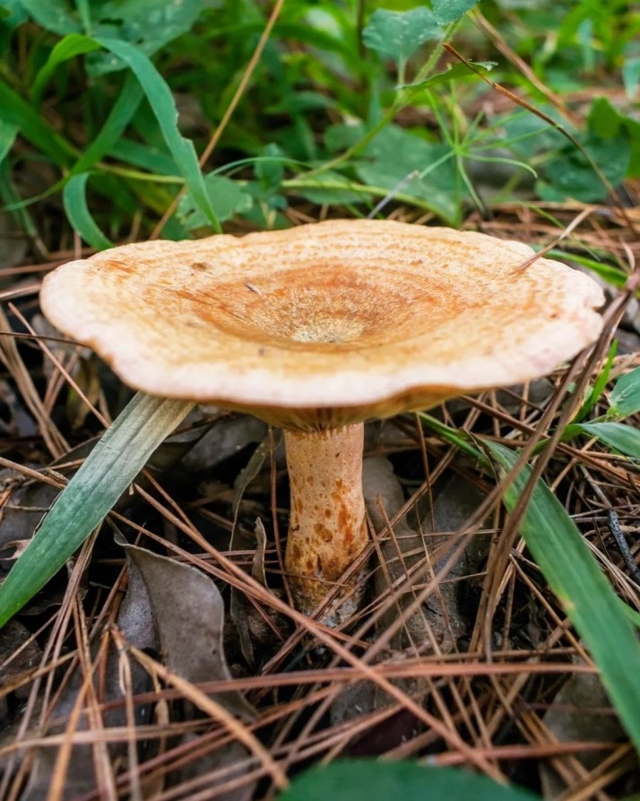 Cogumelo Lactarius quieticolor na Serra Gaúcha