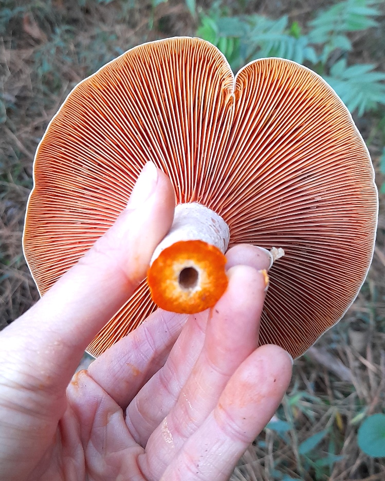 Cogumelo Lactarius quieticolor na Serra Gaúcha