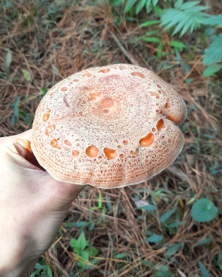 Lactarius quieticolor