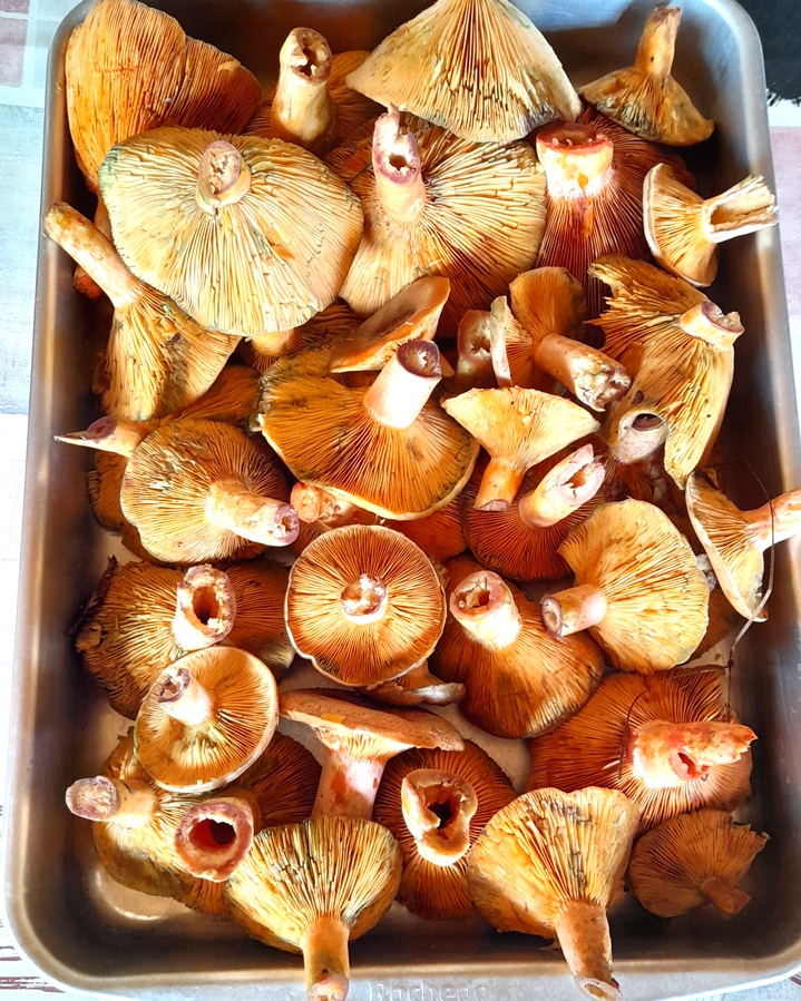 Lactarius quieticolor