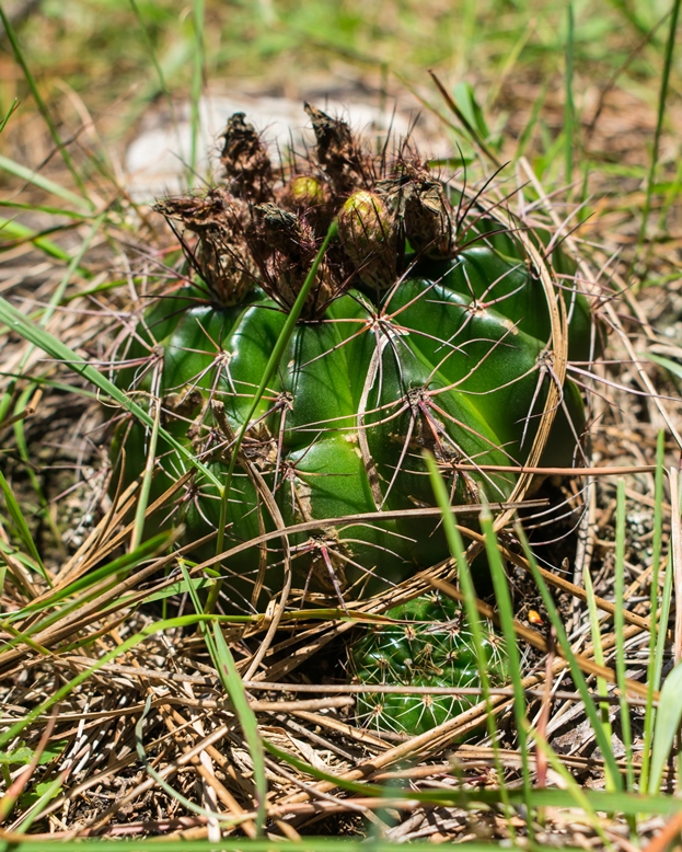 Cacto Parodia ottonis no Rio Grande do Sul