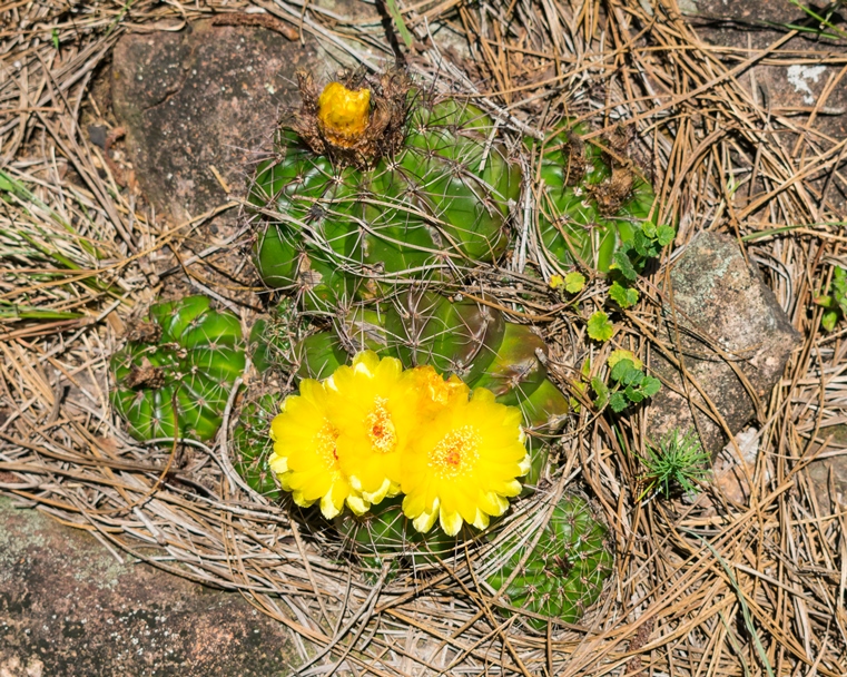 Cacto Parodia ottonis no Rio Grande do Sul