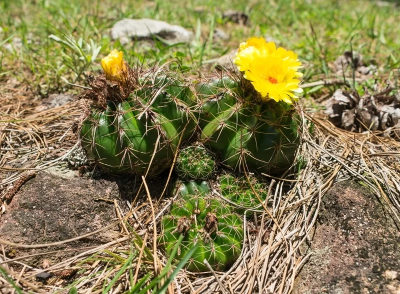 Parodia ottonis | Cacto nativo no Rio Grande do Sul