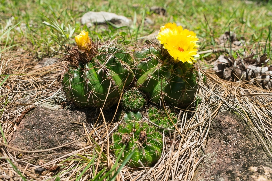 Parodia ottonis | Cacto nativo no Rio Grande do Sul