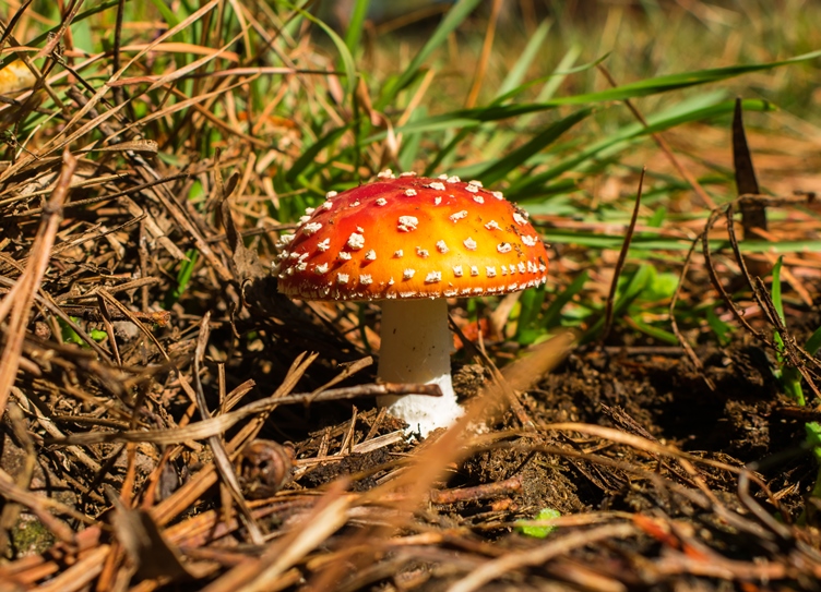 Amanita muscaria mushroom in Brazil