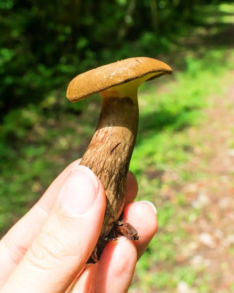 Cogumelo Boletinellus rompelii no Brasil