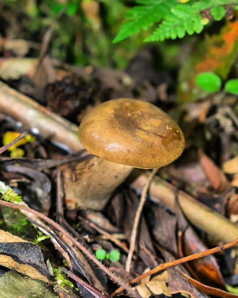 Cogumelo Boletinellus rompelii no Rio Grande do Sul