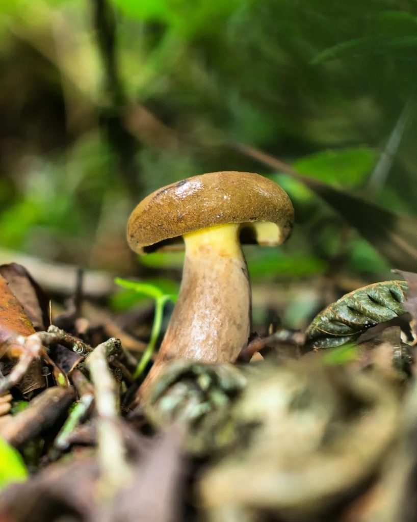 Cogumelo Boletinellus rompelii no Rio Grande do Sul