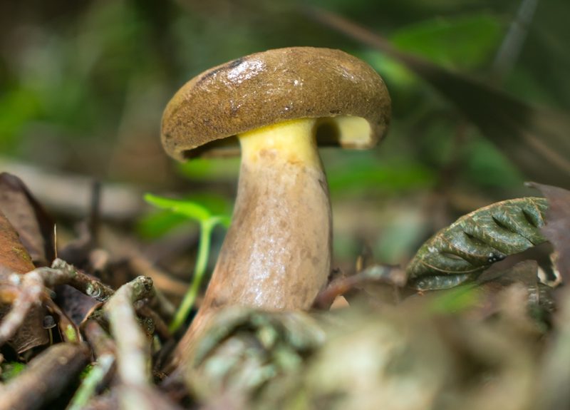 Cogumelo Boletinellus rompelii na Serra Gaúcha