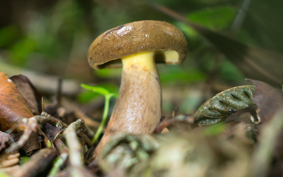 Boletinellus rompelii no Brasil