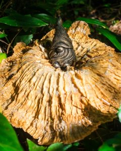 Cymatoderma caperatum (1)