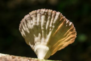 Cymatoderma caperatum na Serra Gaúcha