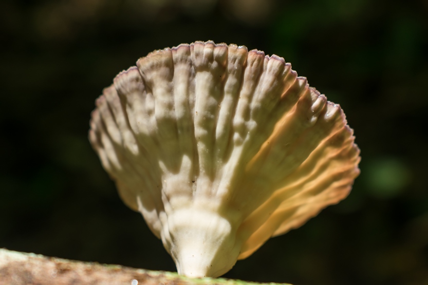 Cymatoderma caperatum na Serra Gaúcha