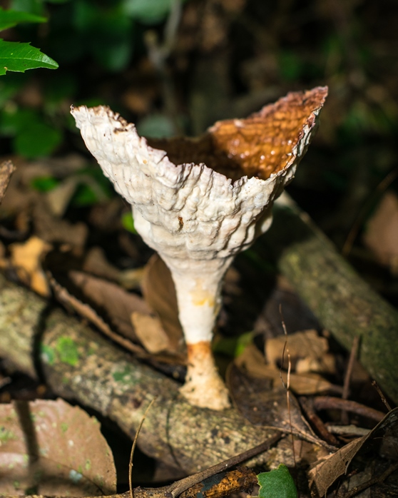 Cymatoderma caperatum (2)