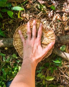 Cymatoderma caperatum (3)