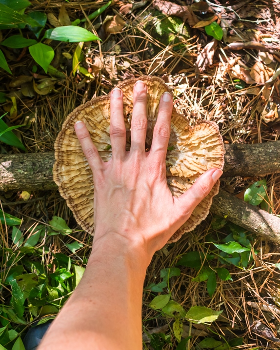 Cymatoderma caperatum (3)