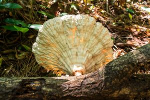 Cymatoderma caperatum (4)