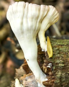 Cymatoderma caperatum (6)