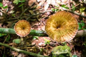 Cymatoderma caperatum (7)